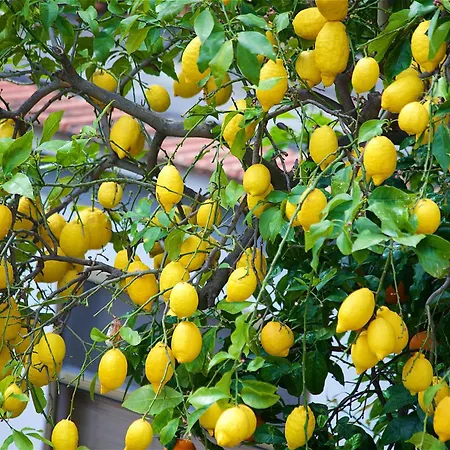 Il Giardino Segreto-3