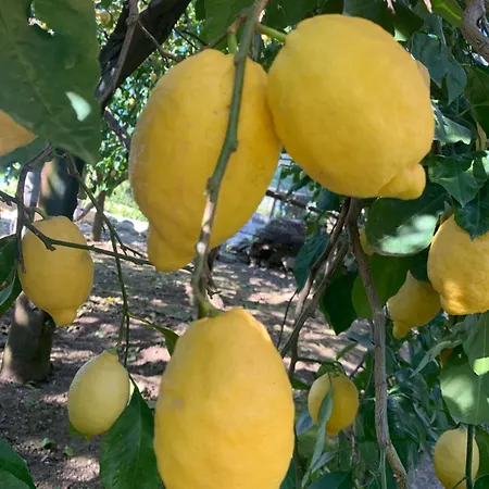 Sorrento Studios Lemons Hill-2